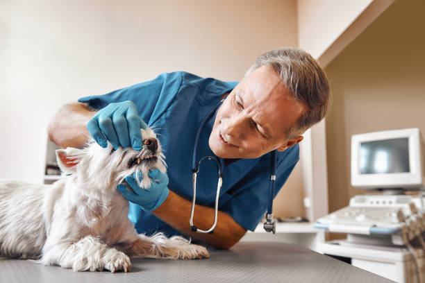 Best Emergency Tooth Extraction in Wauseon, OH